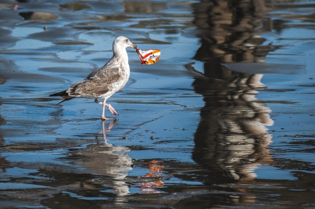 Sea bird with litter