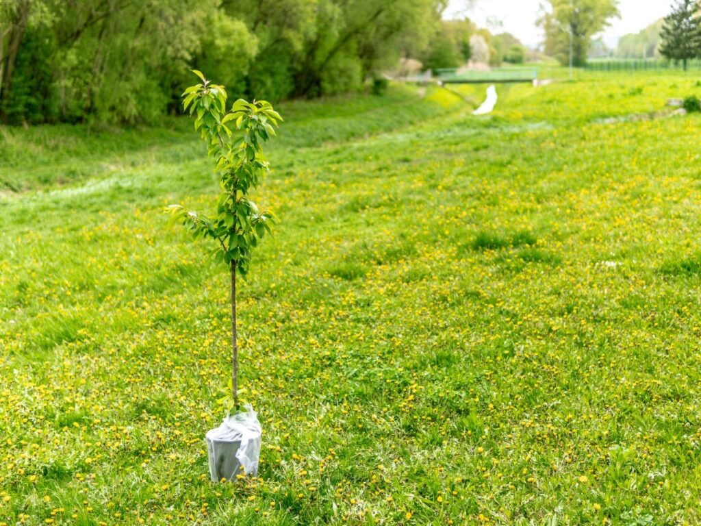 a new tree being planted in a field