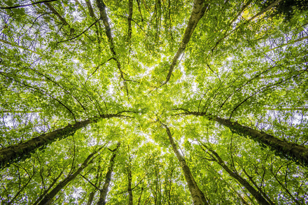 ISO 14001: 5 ways to support your environmental goals