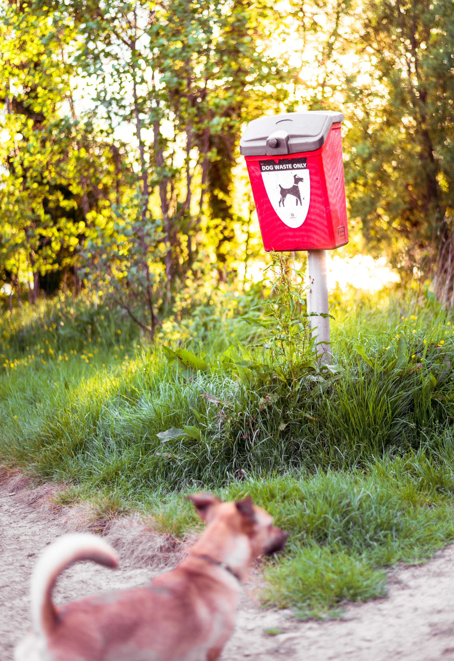 What Happens to Dog Waste? Exploring Sustainable Disposal Methods