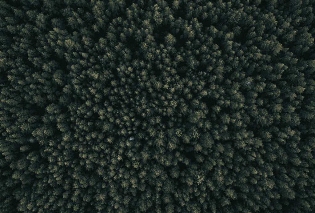Drone view of a dense green forest showcasing healthy woodland and tree cover.